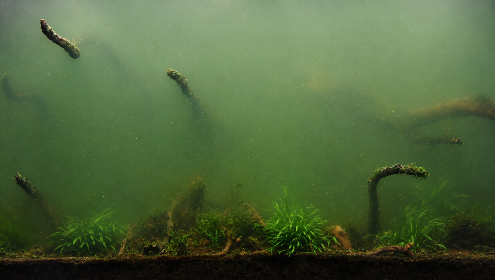 Green Water: Why Your Tank Turned to Pea Soup